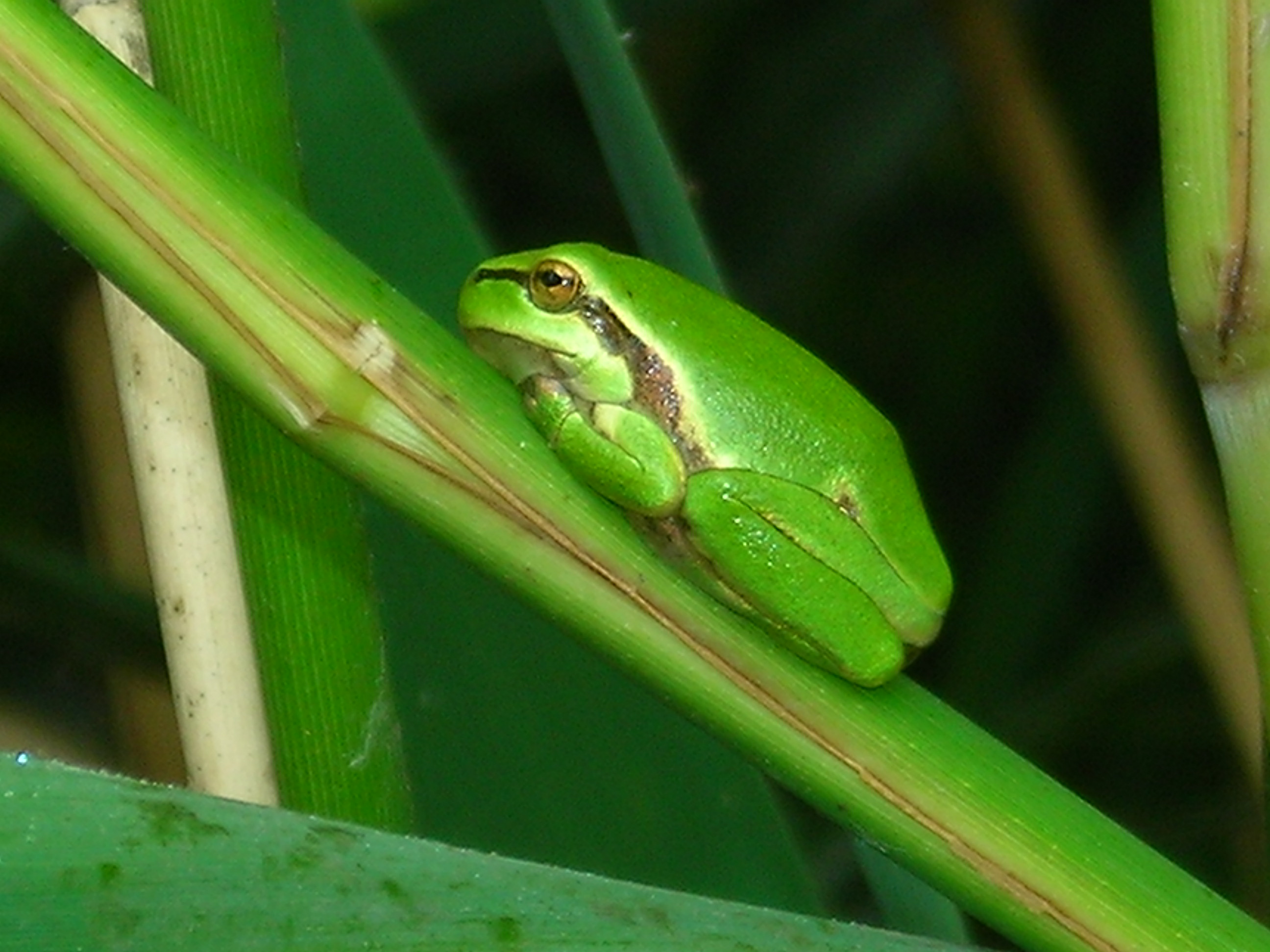 Hyla arborea